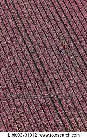 "Tulip field, aerial view, Zuidoost-Beemster, Beemster, province of North Holland, The Netherlands, Europe" View Large Photo Image Stock Image - "Tulip field, aerial view, Zuidoost-Beemster, Beemster, province of North Holland, The Netherlands, Europe". Fotosearch
