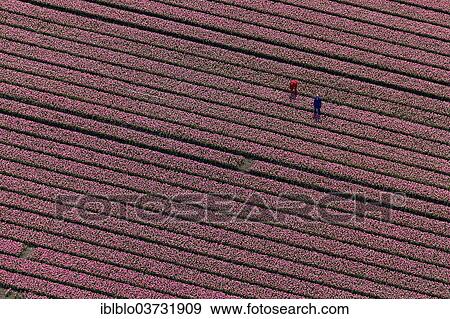 "Tulip field, aerial view, Zuidoost-Beemster, Beemster, province of North Holland, The Netherlands, Europe" View Large Photo Image Stock Photo - "Tulip field, aerial view, Zuidoost-Beemster, Beemster, province of North Holland, The Netherlands, Europe". Fotosearch