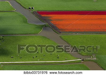 "Tulip fields, aerial view, Berkhout, province of North Holland, The Netherlands, Europe" View Large Photo Image Stock Photograph - "Tulip fields, aerial view, Berkhout, province of North Holland, The Netherlands, Europe". Fotosearch