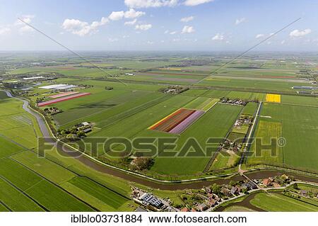 "Tulip fields, aerial view, Hobrede, Zeevang, province of North Holland, The Netherlands, Europe" View Large Photo Image Picture - "Tulip fields, aerial view, Hobrede, Zeevang, province of North Holland, The Netherlands, Europe". Fotosearch