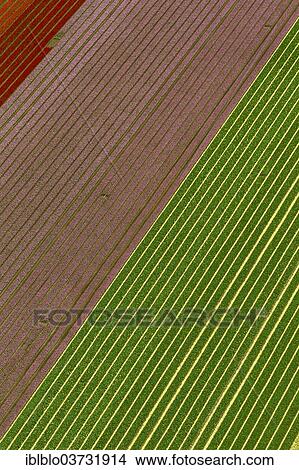 "Tulip fields, aerial view, Zuidoost-Beemster, Beemster, province of North Holland, The Netherlands, Europe" View Large Photo Image Picture - "Tulip fields, aerial view, Zuidoost-Beemster, Beemster, province of North Holland, The Netherlands, Europe". Fotosearch