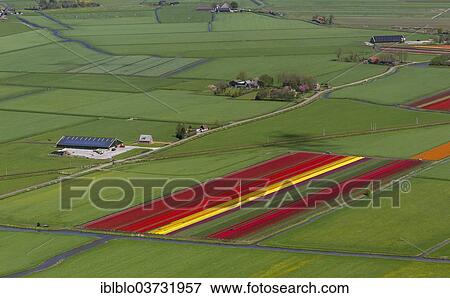 "Tulip fields, aerial view, Spierdijk, Wester-Koggenland, province of North Holland, The Netherlands, Europe" View Large Photo Image Stock Photo - "Tulip fields, aerial view, Spierdijk, Wester-Koggenland, province of North Holland, The Netherlands, Europe". Fotosearch