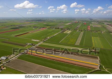 "Tulip fields, aerial view, Noord-Beemster, Beemster, province of North Holland, The Netherlands, Europe" View Large Photo Image Stock Image - "Tulip fields, aerial view, Noord-Beemster, Beemster, province of North Holland, The Netherlands, Europe". Fotosearch