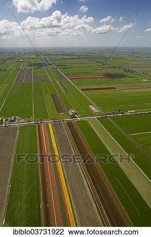"Tulip fields, aerial view, Noord-Beemster, Beemster, province of North Holland, The Netherlands, Europe" View Large Photo Image Stock Image - "Tulip fields, aerial view, Noord-Beemster, Beemster, province of North Holland, The Netherlands, Europe". Fotosearch