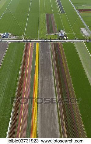 Stock Image - "Tulip fields, aerial view, Noord-Beemster, Beemster, province of North Holland, The Netherlands, Europe". Fotosearch