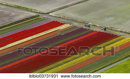 "Tulip fields, aerial view, Noord-Beemster, Beemster, province of North Holland, The Netherlands, Europe" View Large Photo Image Stock Image - "Tulip fields, aerial view, Noord-Beemster, Beemster, province of North Holland, The Netherlands, Europe". Fotosearch