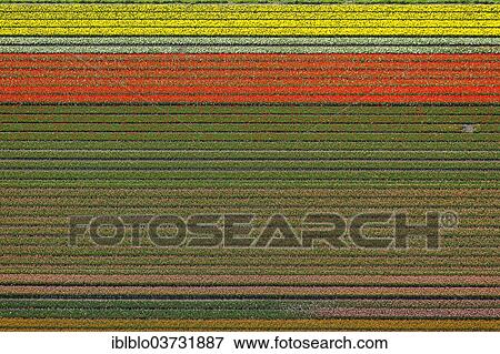 Stock Photo - "Tulip fields, aerial view, Zuidoost-Beemster, Beemster, province of North Holland, The Netherlands, Europe". Fotosearch