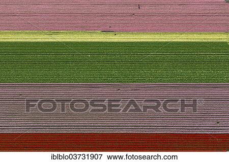 "Tulip fields, aerial view, Zuidoost-Beemster, Beemster, province of North Holland, The Netherlands, Europe" View Large Photo Image Stock Photo - "Tulip fields, aerial view, Zuidoost-Beemster, Beemster, province of North Holland, The Netherlands, Europe". Fotosearch