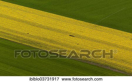 "Tulip fields, aerial view, Zuidoost-Beemster, Beemster, province of North Holland, The Netherlands, Europe" View Large Photo Image Stock Photo - "Tulip fields, aerial view, Zuidoost-Beemster, Beemster, province of North Holland, The Netherlands, Europe". Fotosearch