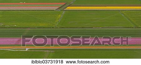 "Tulip fields, aerial view, Zuidoost-Beemster, Beemster, province of North Holland, The Netherlands, Europe" View Large Photo Image Stock Photo - "Tulip fields, aerial view, Zuidoost-Beemster, Beemster, province of North Holland, The Netherlands, Europe". Fotosearch