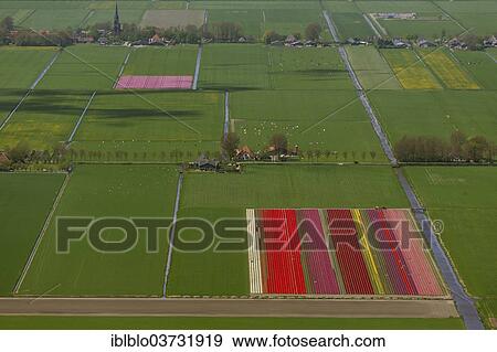 "Tulip fields, aerial view, Zuidoost-Beemster, Beemster, province of North Holland, The Netherlands, Europe" View Large Photo Image Stock Photo - "Tulip fields, aerial view, Zuidoost-Beemster, Beemster, province of North Holland, The Netherlands, Europe". Fotosearch