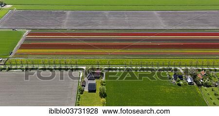 "Tulip fields, aerial view, Noord-Beemster, Beemster, province of North Holland, The Netherlands, Europe" View Large Photo Image Stock Photo - "Tulip fields, aerial view, Noord-Beemster, Beemster, province of North Holland, The Netherlands, Europe". Fotosearch