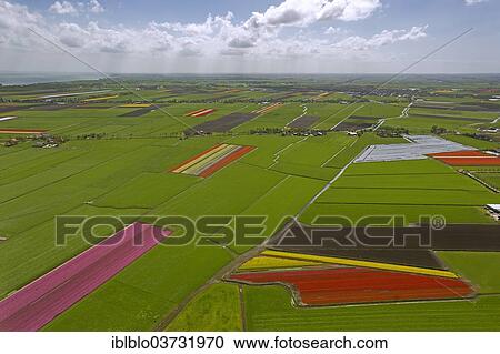 "Tulip fields, aerial view, Zuidermeer, Wester-Koggenland, province of North Holland, The Netherlands, Europe" View Large Photo Image Stock Image - "Tulip fields, aerial view, Zuidermeer, Wester-Koggenland, province of North Holland, The Netherlands, Europe". Fotosearch