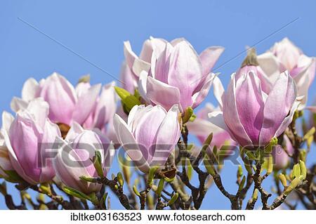 Stock Image - Tulip Magnolia (Magnolia x soulangeana) amabilis cultivar. Fotosearch