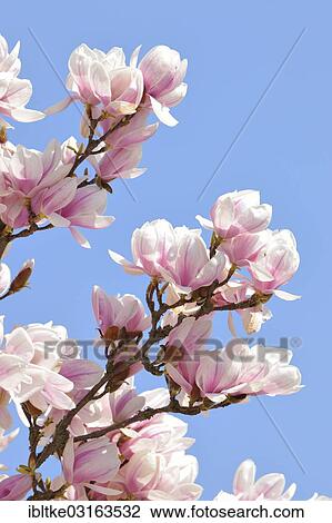 Tulip Magnolia (Magnolia x soulangeana) amabilis cultivar View Large Photo Image Stock Image - Tulip Magnolia (Magnolia x soulangeana) amabilis cultivar. Fotosearch