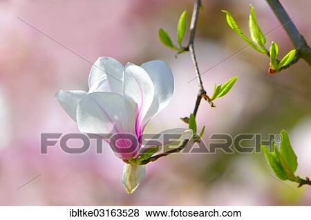 Tulip Magnolia (Magnolia x soulangeana) amabilis cultivar View Large Photo Image Stock Photo - Tulip Magnolia (Magnolia x soulangeana) amabilis cultivar. Fotosearch