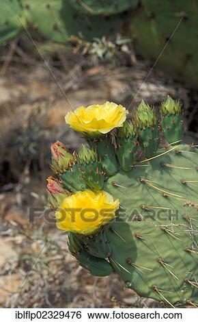"Tulip prickly pear, Desert prickly pear (Opuntia phaeacantha)" View Large Photo Image Stock Photograph - "Tulip prickly pear, Desert prickly pear (Opuntia phaeacantha)". Fotosearch