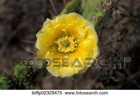 "Tulip prickly pear, Desert prickly pear (Opuntia phaeacantha)" View Large Photo Image Stock Photography - "Tulip prickly pear, Desert prickly pear (Opuntia phaeacantha)". Fotosearch