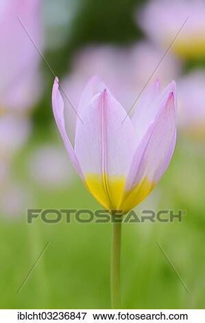 "Tulip (Tulipa sp. ), flowering, North Rhine-Westphalia, Germany, Europe" View Large Photo Image Stock Photo - "Tulip (Tulipa sp. ), flowering, North Rhine-Westphalia, Germany, Europe". Fotosearch