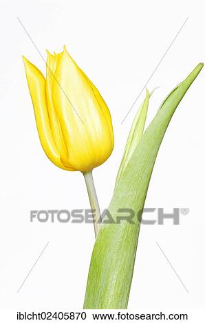Tulip (Tulipa sp. ) View Large Photo Image Stock Image - Tulip (Tulipa sp. ). Fotosearch