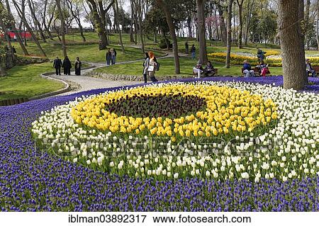 "Tulips and Grape Hyacinths in flower beds, Tulip Festival, Emirgan Park, Emirgan Korusu, Emirgan, Istanbul, European Side, Turkey, Asia" View Large Photo Image Stock Photo - "Tulips and Grape Hyacinths in flower beds, Tulip Festival, Emirgan Park, Emirgan Korusu, Emirgan, Istanbul, European Side, Turkey, Asia". Fotosearch