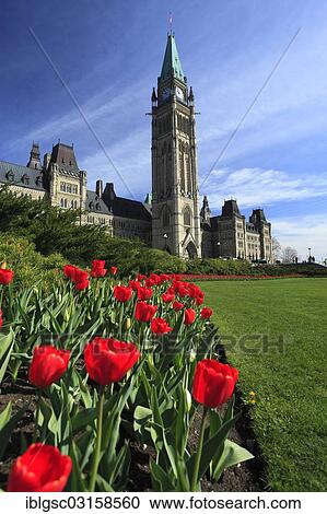 "Tulips in front of Peace Tower and Parliament buildings, Parliament Hill, Ottawa, Ontario Province, Canada, North America" View Large Photo Image Stock Image - "Tulips in front of Peace Tower and Parliament buildings, Parliament Hill, Ottawa, Ontario Province, Canada, North America". Fotosearch