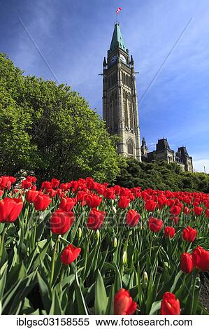 "Tulips in front of Peace Tower and Parliament buildings, Parliament Hill, Ottawa, Ontario Province, Canada, North America" View Large Photo Image Stock Photography - "Tulips in front of Peace Tower and Parliament buildings, Parliament Hill, Ottawa, Ontario Province, Canada, North America". Fotosearch