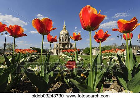 "Tulips in front of the Chapel of Saint-Louis-des-Invalides, Paris, Ile-de-France, France, Europe" View Large Photo Image Stock Image - "Tulips in front of the Chapel of Saint-Louis-des-Invalides, Paris, Ile-de-France, France, Europe". Fotosearch