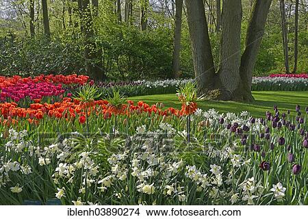 "Tulips (Tulipa hybrids) and daffodils (Narcissus hybrids) in Keukenhof, also known as the Garden of Europe, Lisse, South Holland, The Netherlands, Europe" View Large Photo Image Picture - "Tulips (Tulipa hybrids) and daffodils (Narcissus hybrids) in Keukenhof, also known as the Garden of Europe, Lisse, South Holland, The Netherlands, Europe". Fotosearch