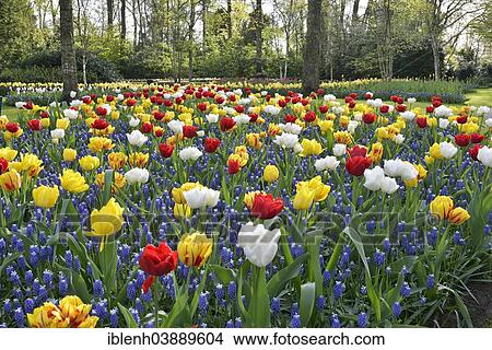 Picture - "Tulips (Tulipa hybrids) and Grape Hyacinths (Muscari) at Keukenhof, Lisse, South Holland, Netherlands". Fotosearch
