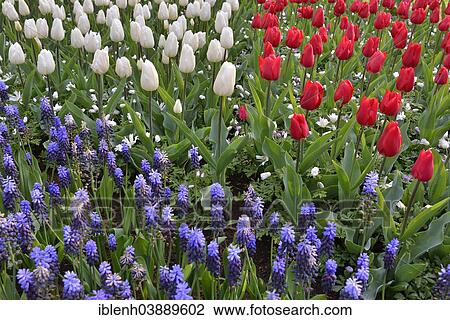 "Tulips (Tulipa hybrids) and Grape Hyacinths (Muscari) at Keukenhof, Lisse, South Holland, Netherlands" View Large Photo Image Stock Image - "Tulips (Tulipa hybrids) and Grape Hyacinths (Muscari) at Keukenhof, Lisse, South Holland, Netherlands". Fotosearch