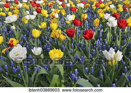 "Tulips (Tulipa hybrids) and Grape Hyacinths (Muscari) at Keukenhof, Lisse, South Holland, Netherlands" View Large Photo Image Stock Image - "Tulips (Tulipa hybrids) and Grape Hyacinths (Muscari) at Keukenhof, Lisse, South Holland, Netherlands". Fotosearch