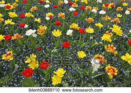 "Tulips (Tulipa hybrids) and Grape Hyacinths (Muscari) at Keukenhof, Lisse, South Holland, Netherlands" View Large Photo Image Stock Image - "Tulips (Tulipa hybrids) and Grape Hyacinths (Muscari) at Keukenhof, Lisse, South Holland, Netherlands". Fotosearch