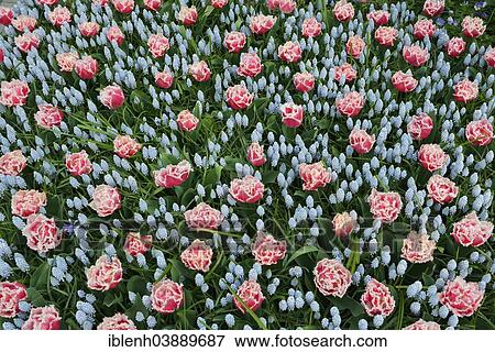 "Tulips (Tulipa hybrids) and Grape Hyacinths (Muscari) at Keukenhof, Lisse, South Holland, Netherlands" View Large Photo Image Stock Photo - "Tulips (Tulipa hybrids) and Grape Hyacinths (Muscari) at Keukenhof, Lisse, South Holland, Netherlands". Fotosearch