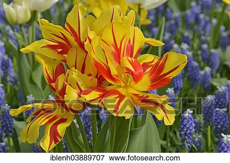 "Tulips (Tulipa hybrids) and Grape Hyacinths (Muscari) at Keukenhof, Lisse, South Holland, Netherlands" View Large Photo Image Stock Photo - "Tulips (Tulipa hybrids) and Grape Hyacinths (Muscari) at Keukenhof, Lisse, South Holland, Netherlands". Fotosearch