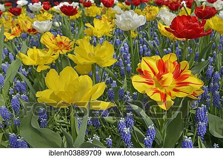 "Tulips (Tulipa hybrids) and Grape Hyacinths (Muscari) at Keukenhof, Lisse, South Holland, Netherlands" View Large Photo Image Stock Photo - "Tulips (Tulipa hybrids) and Grape Hyacinths (Muscari) at Keukenhof, Lisse, South Holland, Netherlands". Fotosearch