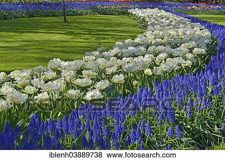 "Tulips (Tulipa hybrids) and Grape Hyacinths (Muscari) at Keukenhof, Lisse, South Holland, Netherlands" View Large Photo Image Stock Photo - "Tulips (Tulipa hybrids) and Grape Hyacinths (Muscari) at Keukenhof, Lisse, South Holland, Netherlands". Fotosearch