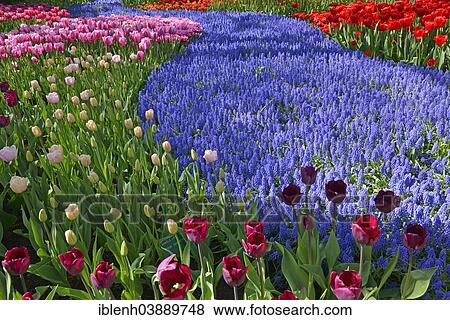 "Tulips (Tulipa hybrids) and Grape Hyacinths (Muscari) at Keukenhof, Lisse, South Holland, Netherlands" View Large Photo Image Stock Photo - "Tulips (Tulipa hybrids) and Grape Hyacinths (Muscari) at Keukenhof, Lisse, South Holland, Netherlands". Fotosearch