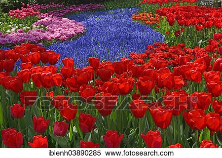 "Tulips (Tulipa hybrids) and Grape Hyacinths (Muscari) at Keukenhof, Lisse, South Holland, Netherlands" View Large Photo Image Stock Photography - "Tulips (Tulipa hybrids) and Grape Hyacinths (Muscari) at Keukenhof, Lisse, South Holland, Netherlands". Fotosearch
