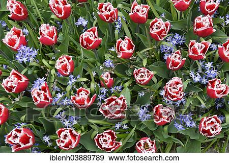 "Tulips (Tulipa hybrids) and Glory-of-the-snow (Chionodoxa) in Keukenhof, Lisse, South Holland, Netherlands" View Large Photo Image Stock Photo - "Tulips (Tulipa hybrids) and Glory-of-the-snow (Chionodoxa) in Keukenhof, Lisse, South Holland, Netherlands". Fotosearch