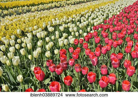 "Tulips (Tulipa hybrids) at Keukenhof, Lisse, South Holland, Netherlands" View Large Photo Image Picture - "Tulips (Tulipa hybrids) at Keukenhof, Lisse, South Holland, Netherlands". Fotosearch