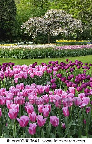 "Tulips (Tulipa hybrids) at Keukenhof, Lisse, South Holland, Netherlands" View Large Photo Image Stock Image - "Tulips (Tulipa hybrids) at Keukenhof, Lisse, South Holland, Netherlands". Fotosearch