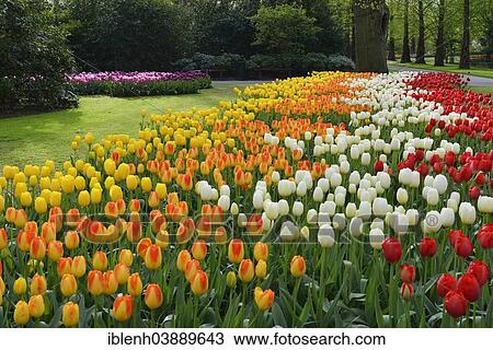 Stock Image - "Tulips (Tulipa hybrids) at Keukenhof, Lisse, South Holland, Netherlands". Fotosearch