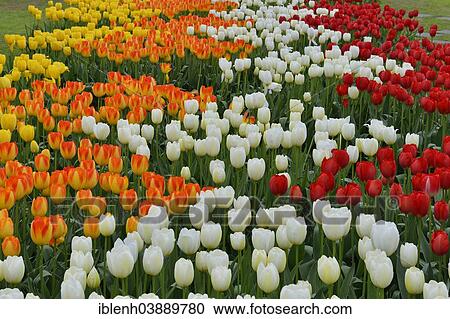 "Tulips (Tulipa hybrids) at Keukenhof, Lisse, South Holland, Netherlands" View Large Photo Image Stock Image - "Tulips (Tulipa hybrids) at Keukenhof, Lisse, South Holland, Netherlands". Fotosearch