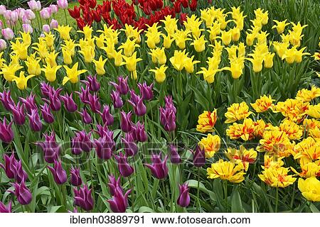 "Tulips (Tulipa hybrids) at Keukenhof, Lisse, South Holland, Netherlands" View Large Photo Image Stock Image - "Tulips (Tulipa hybrids) at Keukenhof, Lisse, South Holland, Netherlands". Fotosearch