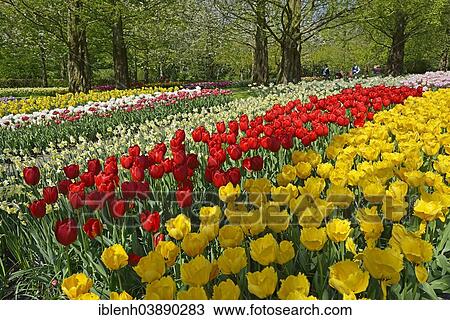 "Tulips (Tulipa hybrids) at Keukenhof, Lisse, South Holland, Netherlands" View Large Photo Image Stock Image - "Tulips (Tulipa hybrids) at Keukenhof, Lisse, South Holland, Netherlands". Fotosearch