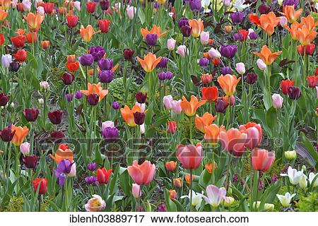 "Tulips (Tulipa hybrids) at Keukenhof, Lisse, South Holland, Netherlands" View Large Photo Image Stock Photo - "Tulips (Tulipa hybrids) at Keukenhof, Lisse, South Holland, Netherlands". Fotosearch