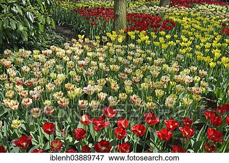 "Tulips (Tulipa hybrids) at Keukenhof, Lisse, South Holland, Netherlands" View Large Photo Image Stock Photo - "Tulips (Tulipa hybrids) at Keukenhof, Lisse, South Holland, Netherlands". Fotosearch