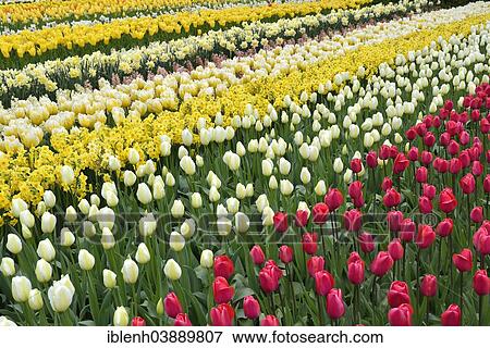 "Tulips (Tulipa hybrids) at Keukenhof, Lisse, South Holland, Netherlands" View Large Photo Image Stock Photo - "Tulips (Tulipa hybrids) at Keukenhof, Lisse, South Holland, Netherlands". Fotosearch