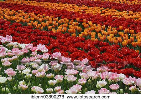 "Tulips (Tulipa hybrids) at Keukenhof, Lisse, South Holland, Netherlands" View Large Photo Image Stock Photo - "Tulips (Tulipa hybrids) at Keukenhof, Lisse, South Holland, Netherlands". Fotosearch